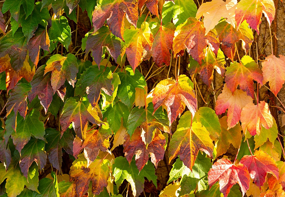 Colorful autumn leaves on a tree trunk