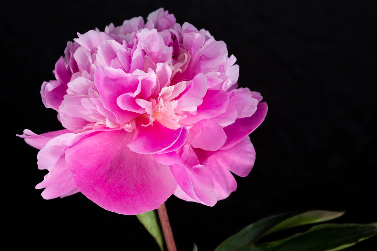 Ethereal Blossom