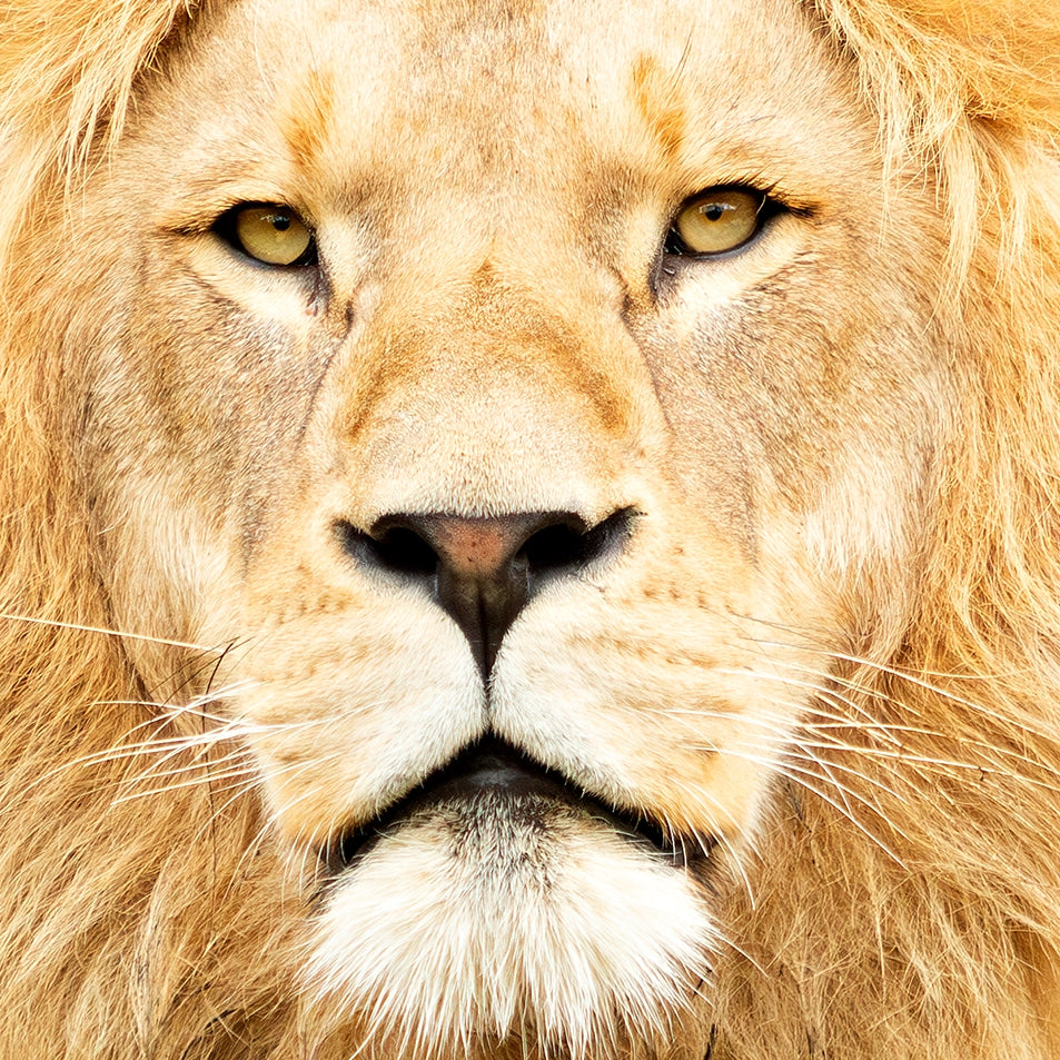 Close-up of a lion's face with a neutral background