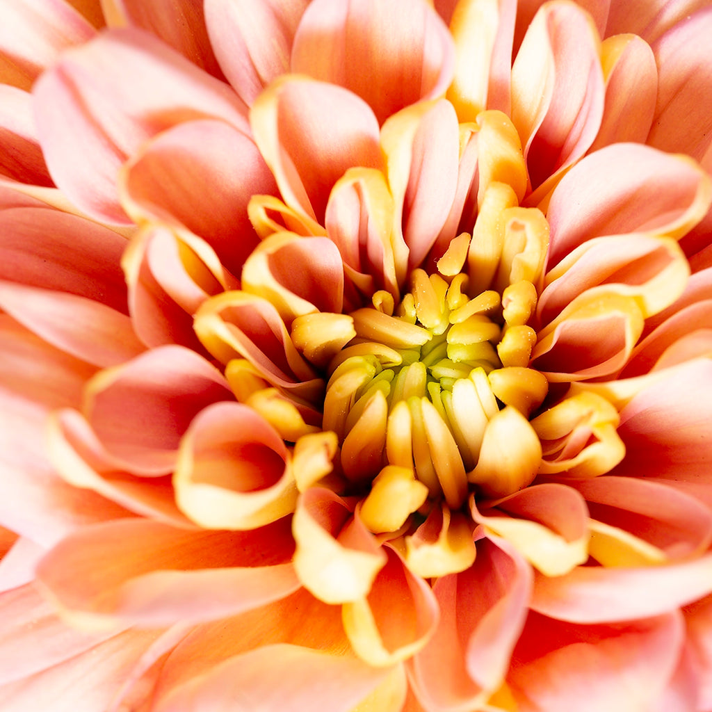 Close-up of a pink and yellow flower with a detailed center.