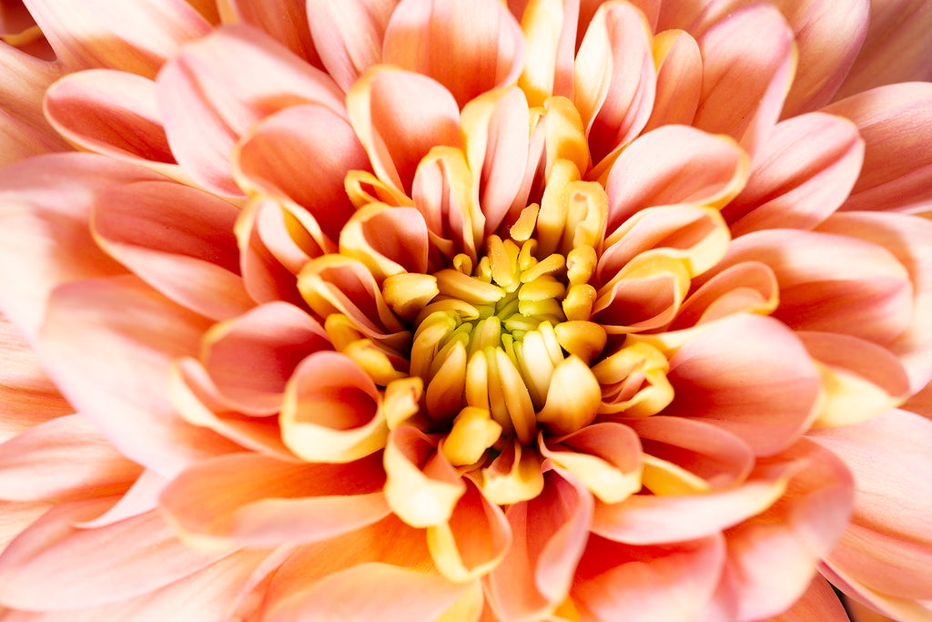 Close-up of a pink and yellow flower with a detailed center.
