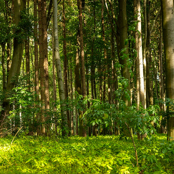 Forest with tall trees and green undergrowth