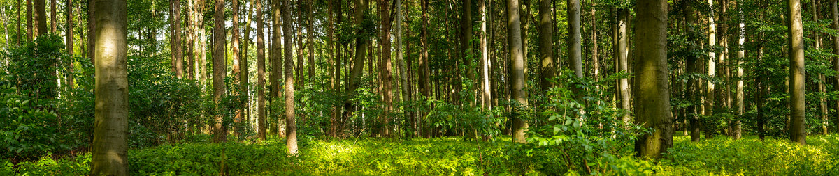 Panoramic view of a forest with sunlight filtering through the trees